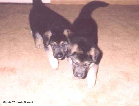 07_Pbrbluedrkblue6wks.jpg