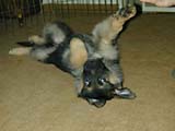 08_6wks.jpg