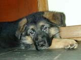 11_6wks.jpg